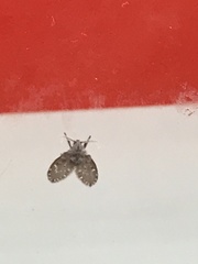 Clogmia albipunctata