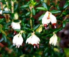 Erica petiolaris