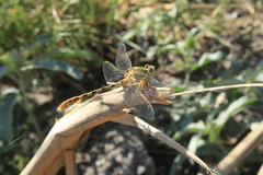 Erpetogomphus crotalinus