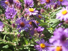 Cisseps fulvicollis