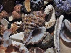 Turritriton labiosus