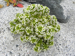 Menonvillea minima