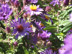 Cisseps fulvicollis