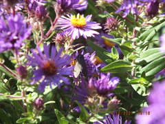 Cisseps fulvicollis