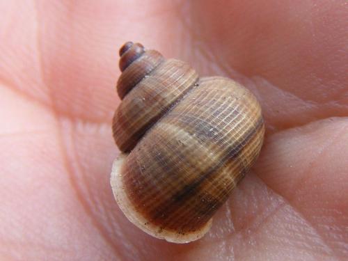Tropidophora insularis