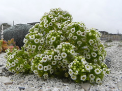 Menonvillea minima