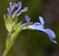 Lobelia comosa comosa