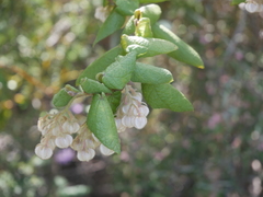 Lasiopetalum schulzenii