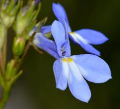 Lobelia comosa comosa