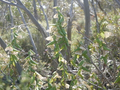 Lasiopetalum schulzenii