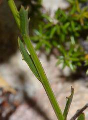 Lobelia comosa comosa