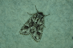 Platypolia anceps