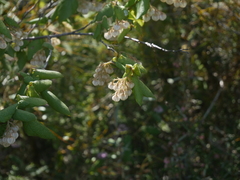 Lasiopetalum schulzenii