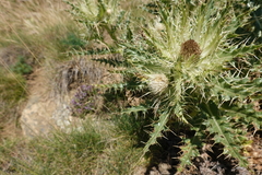 Cirsium glabrum