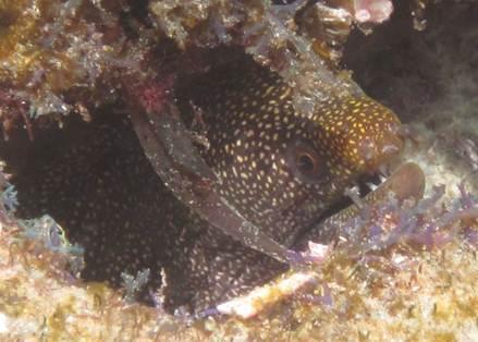 Gymnothorax meleagris