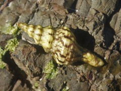 Marmorofusus nicobaricus image