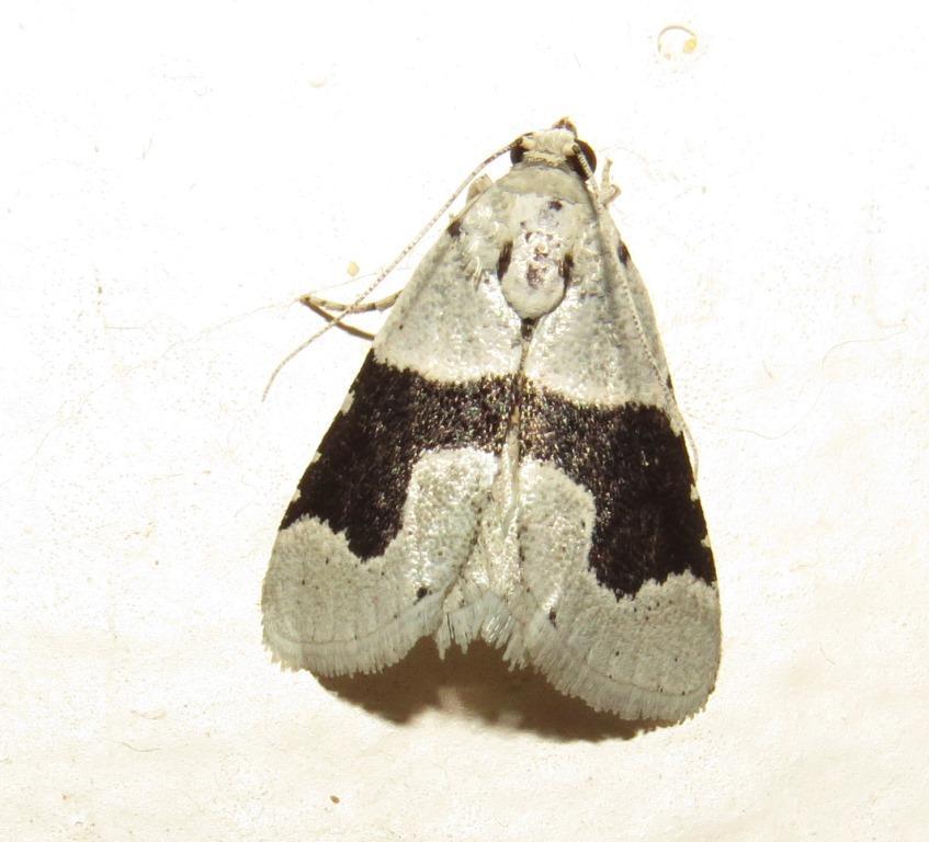 Stemmatophora chloralis