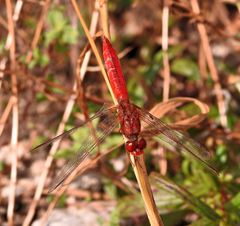 Crocothemis erythraea