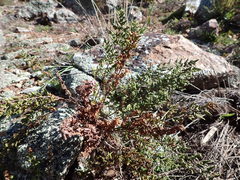 Cheilanthes sieberi sieberi