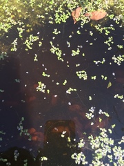 Lemna