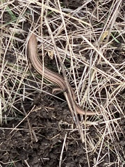 Pseudemoia rawlinsoni