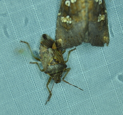 Podisus serieventris