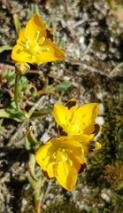 Ornithogalum maculatum