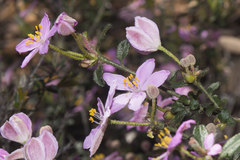 Asterolasia grandiflora