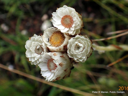 Helichrysum albobrunneum, photograph 2