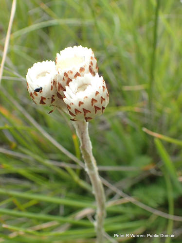 Helichrysum albobrunneum, photograph 4