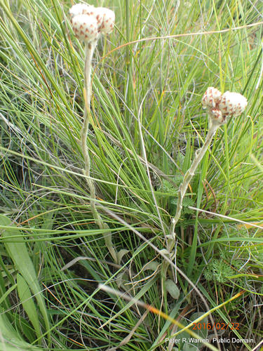 Helichrysum albobrunneum, photograph 5