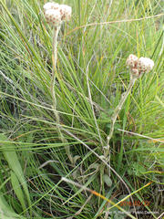 Helichrysum albo-brunneum