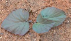 Pelargonium leipoldtii