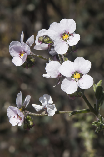 Diplopeltis huegelii Endl.