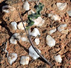 Eriospermum eriophorum