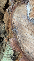 Platycryptus undatus