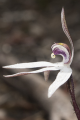 Caladenia saccharata