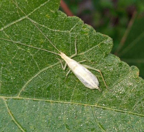 Four-spotted Tree Cricket photo 4
