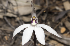 Caladenia saccharata