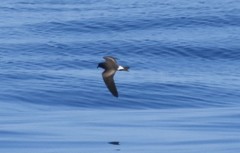 Hydrobates socorroensis