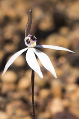 Caladenia saccharata