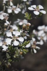 Leptospermum erubescens