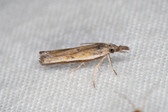 Ptochostola microphaeellus