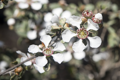 Leptospermum erubescens