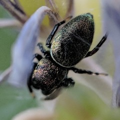 Sassacus papenhoei