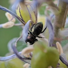 Sassacus papenhoei