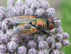 Calliphoridae