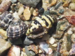 Engina zonalis