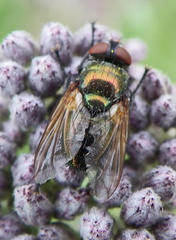 Calliphoridae