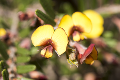 Bossiaea eriocarpa